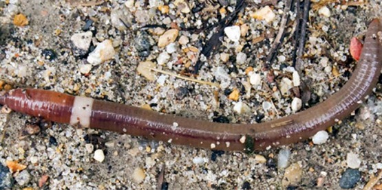 Jumping worms thrash and jump up when touched or picked up.