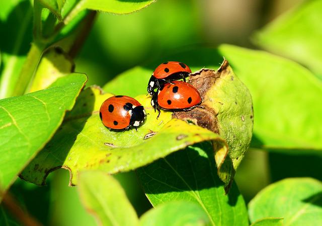 Ladybug beetles looking for the pest
 that caused the leaf damage. 