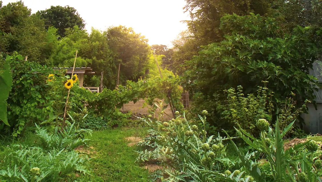 artichokegarden