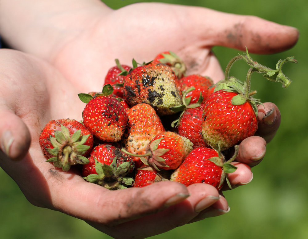 Hands holding strawberries