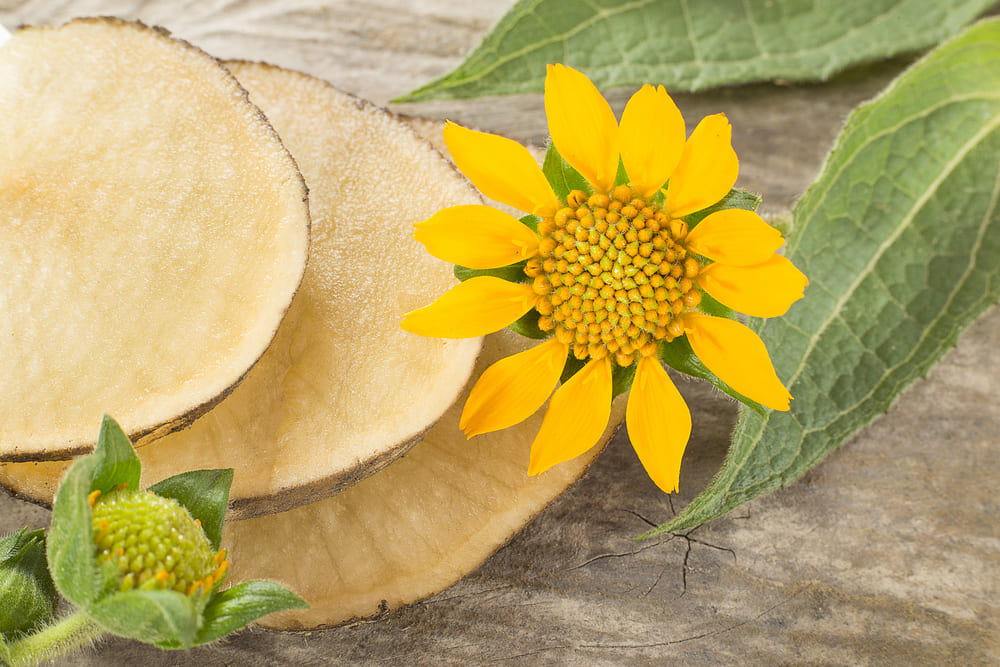 Beautiful delicious yacon flower and sliced tubers. 