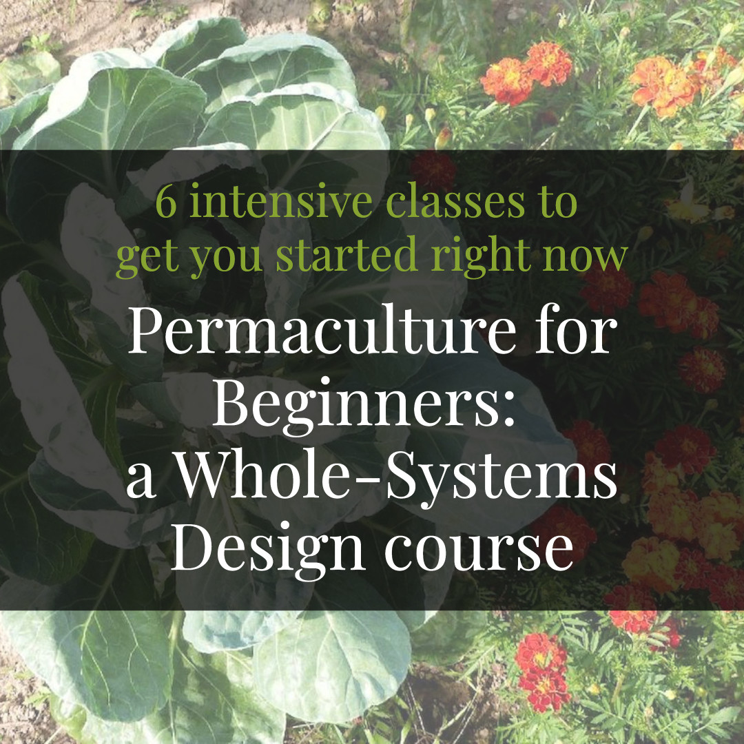 permaculture for beginners course