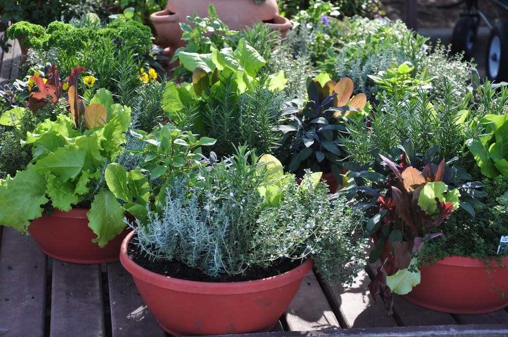 If you live in the city, annual vegetables and perennial herbs can be grown together in pots on a balcony or patio.