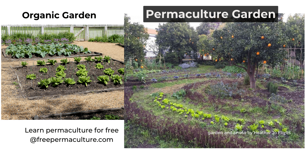 organic garden vs permaculture garden graphic by Heather Jo Flores 1