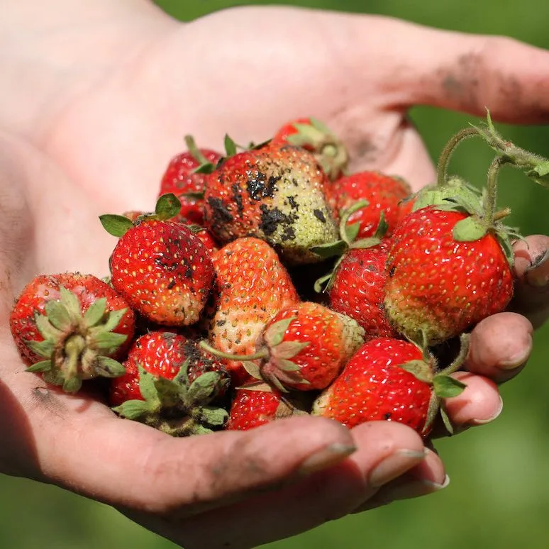 online permaculture design course for women Hands holding strawberries